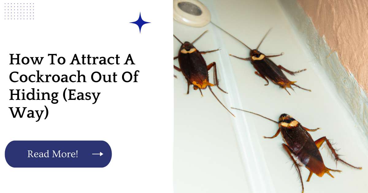 How To Attract A Cockroach Out Of Hiding (Easy Way)