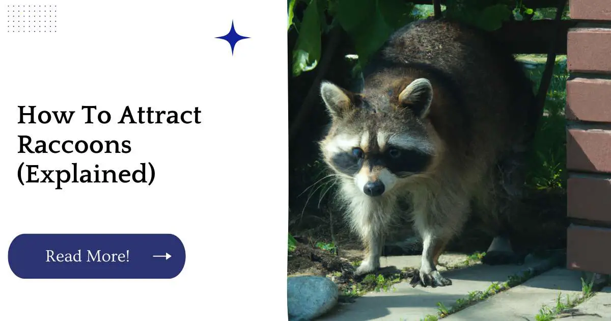 How To Attract Raccoons (Explained)