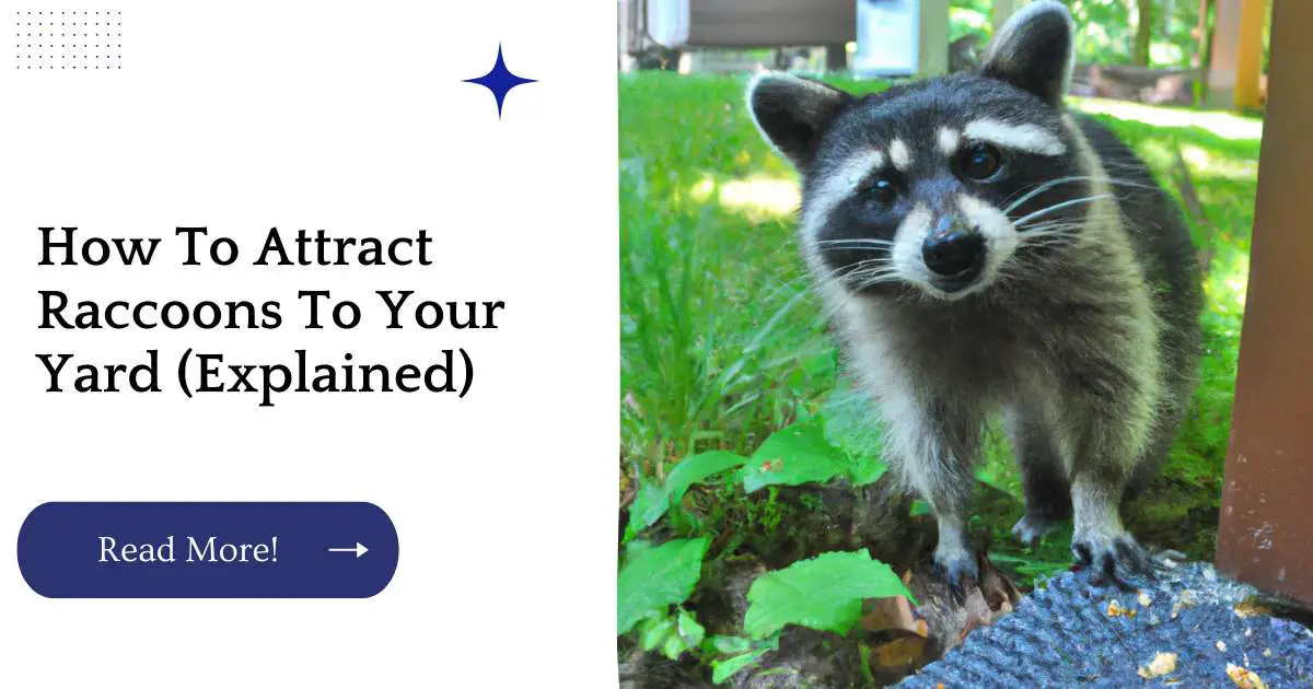 How To Attract Raccoons To Your Yard (Explained)