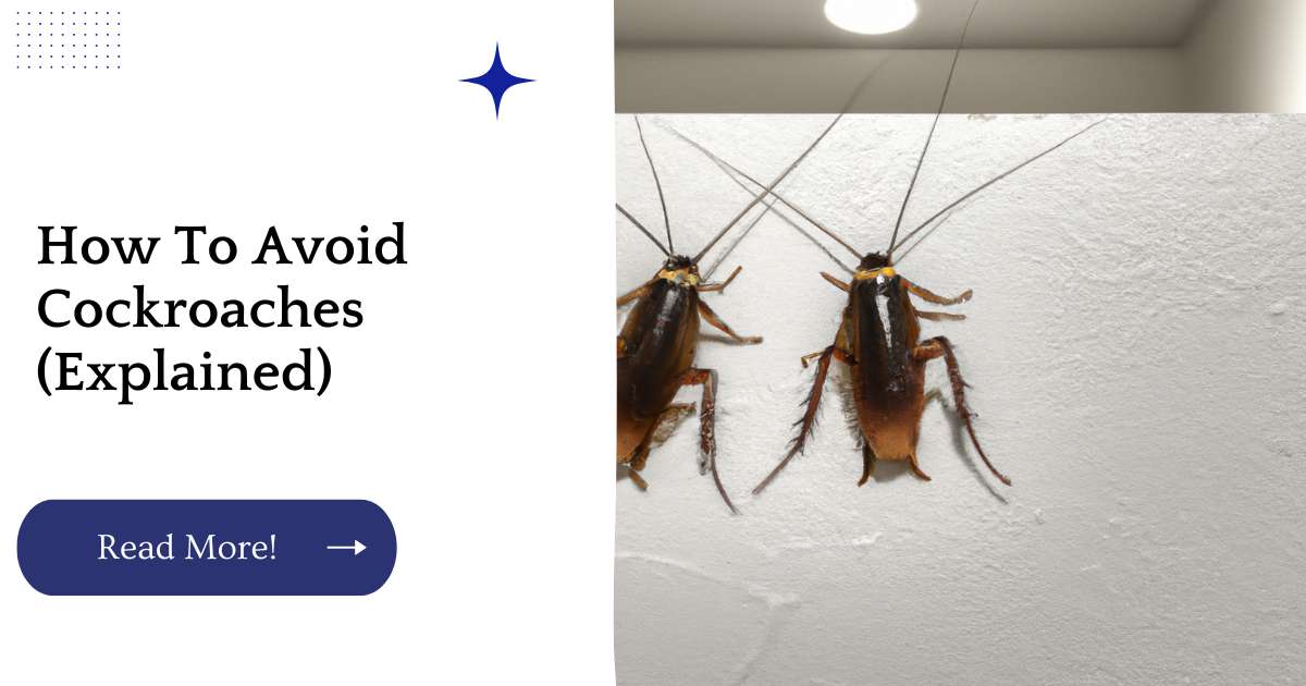 How To Avoid Cockroaches (Explained)
