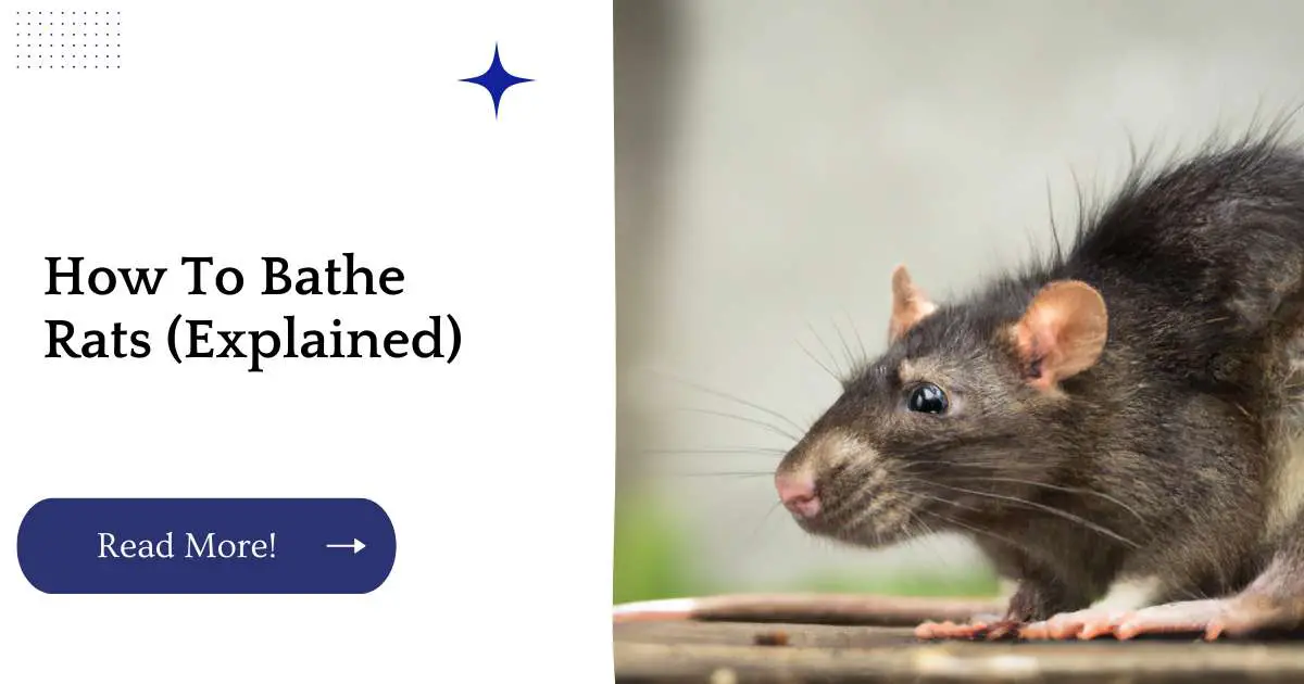 How To Bathe Rats (Explained)