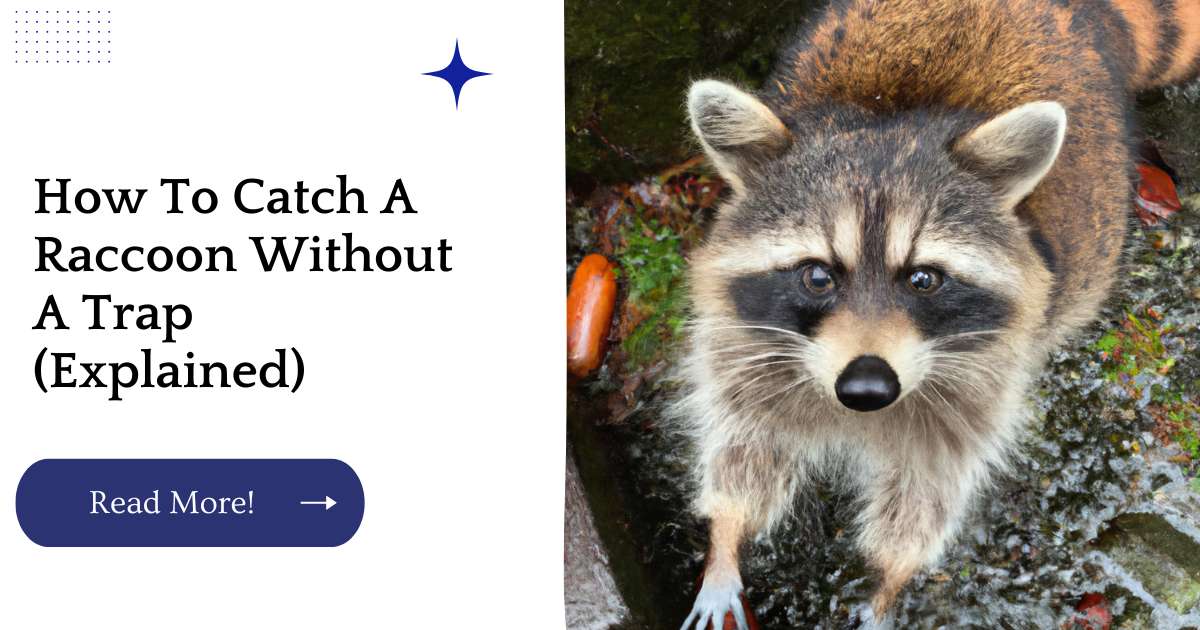 How To Catch A Raccoon Without A Trap (Explained)