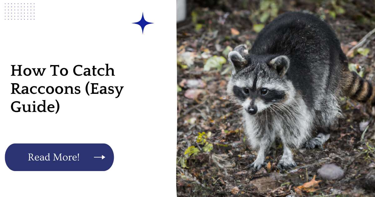 How To Catch Raccoons (Easy Guide)