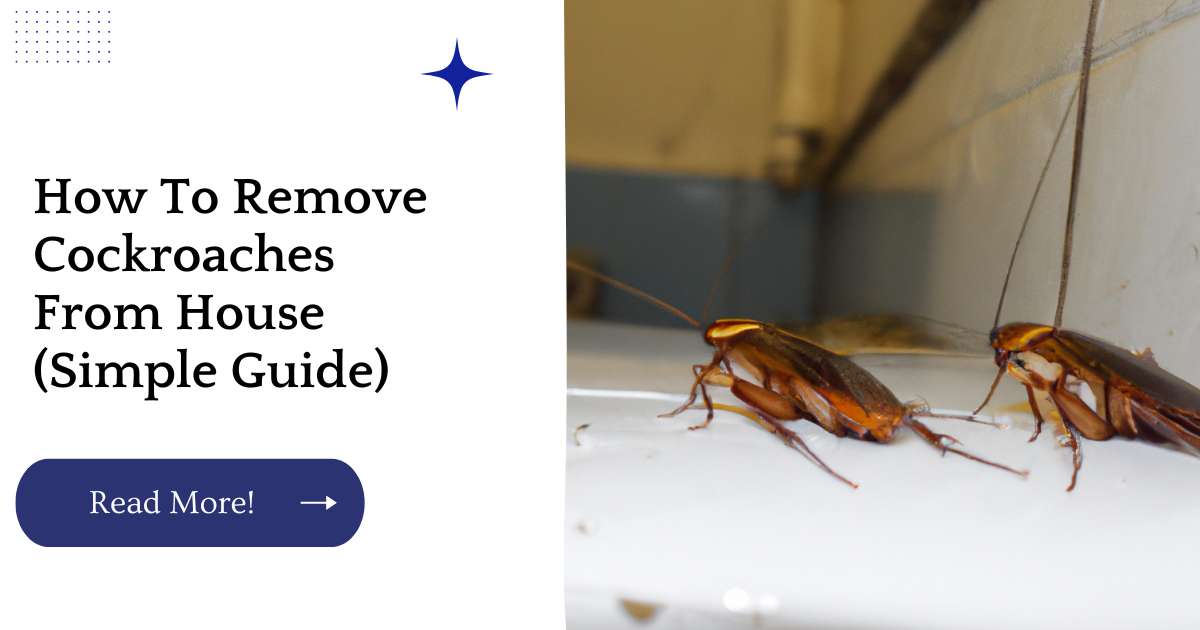 How To Find A Cockroach In Your Room (Simple Guide)