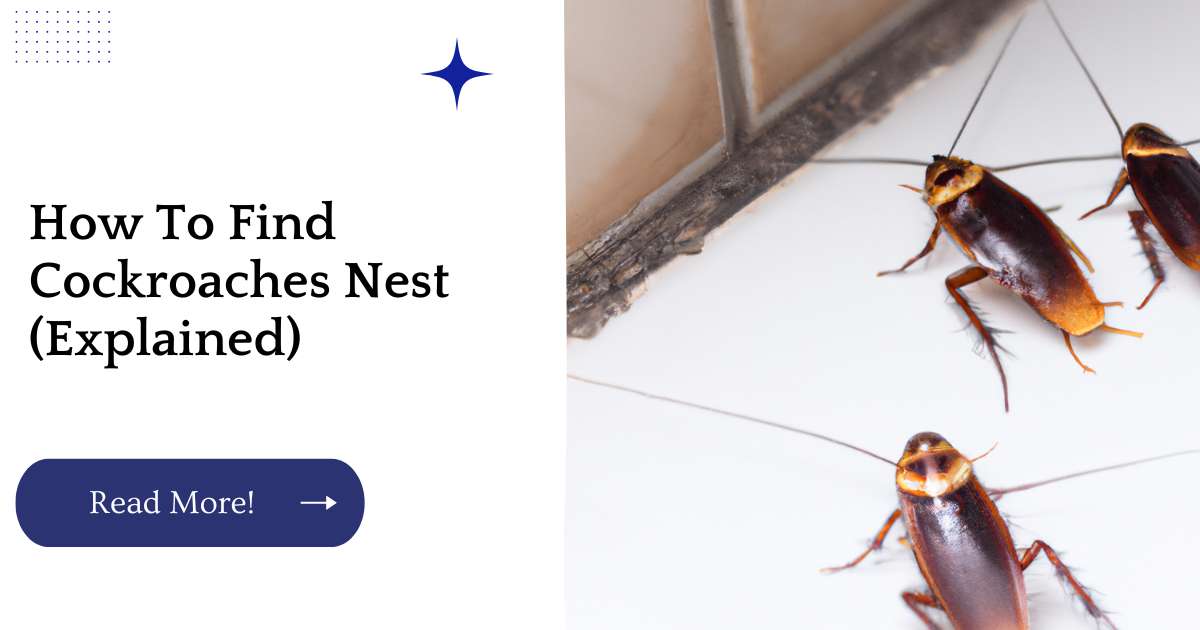 How To Find Cockroaches Nest (Explained)