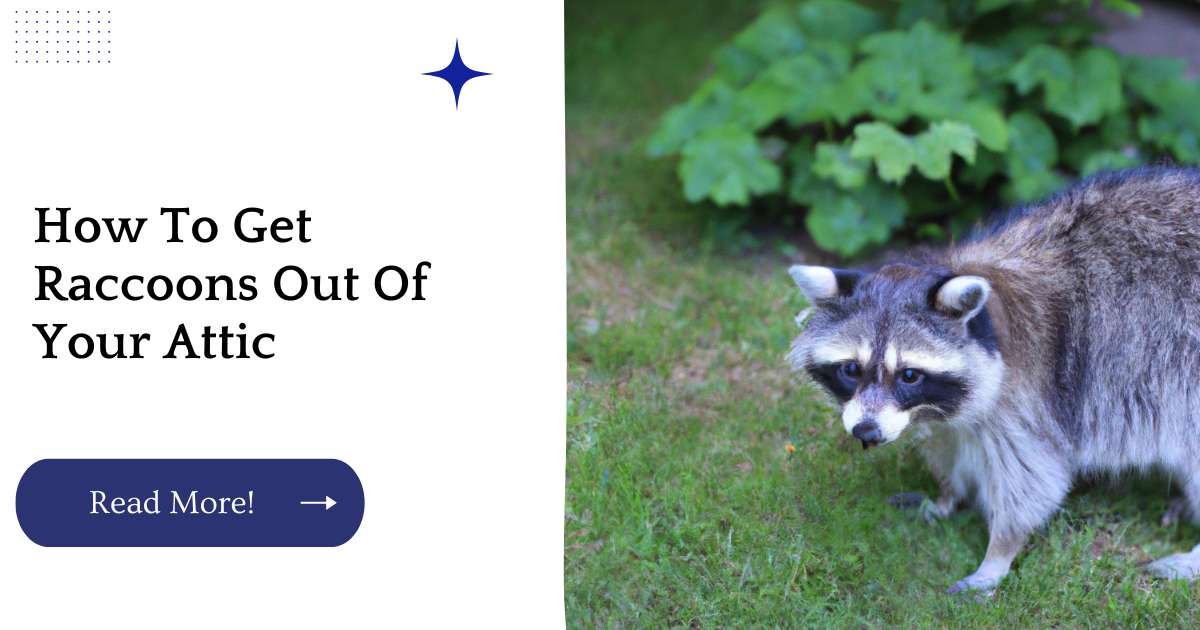 How To Get Raccoons Out Of Your Attic