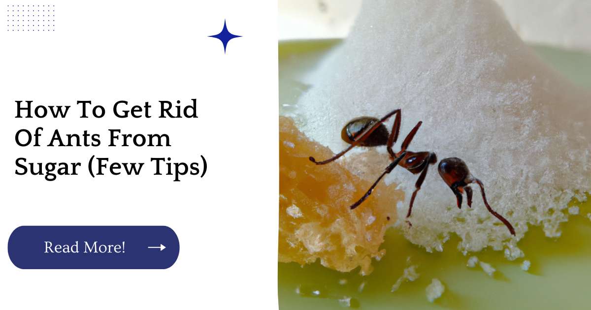 How To Get Rid Of Ants From Sugar (Few Tips)