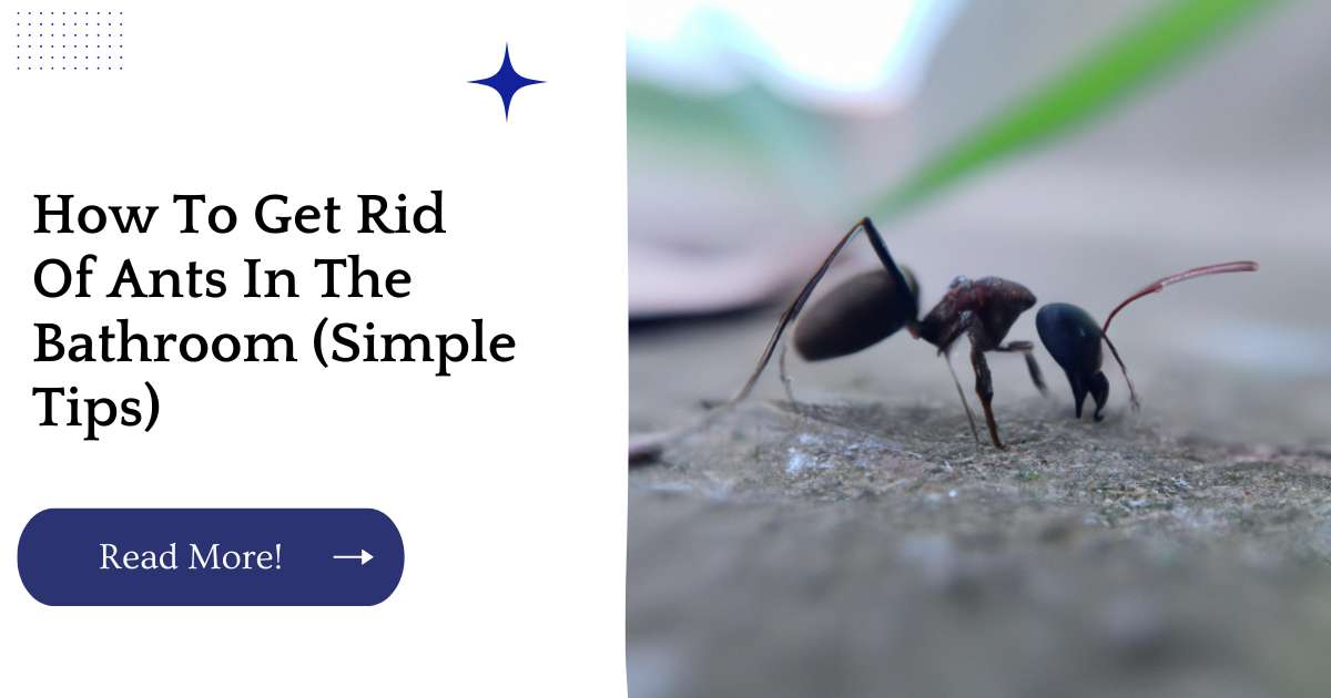 How To Get Rid Of Ants In The Bathroom (Simple Tips)