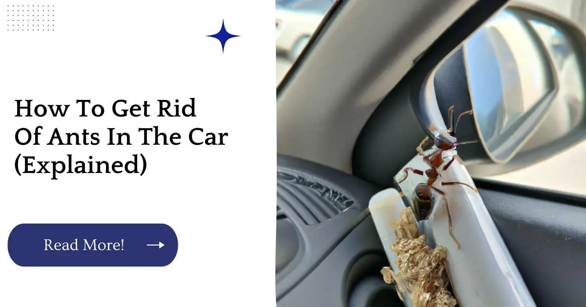 How To Get Rid Of Ants In The Car (Explained)
