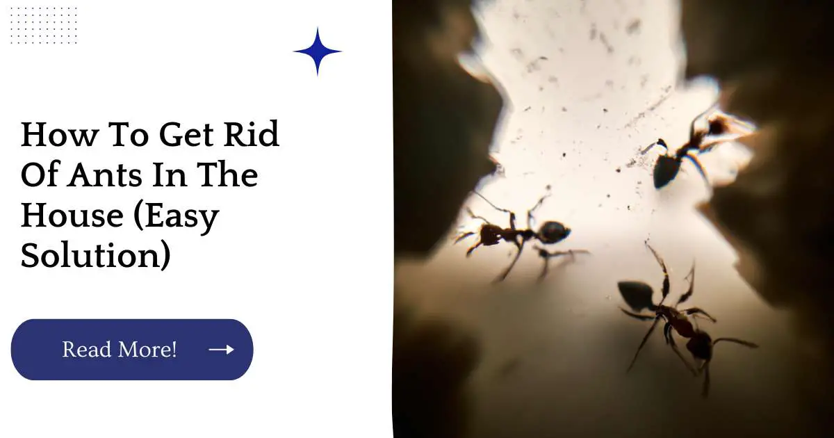 How To Get Rid Of Ants In The House (Easy Solution)