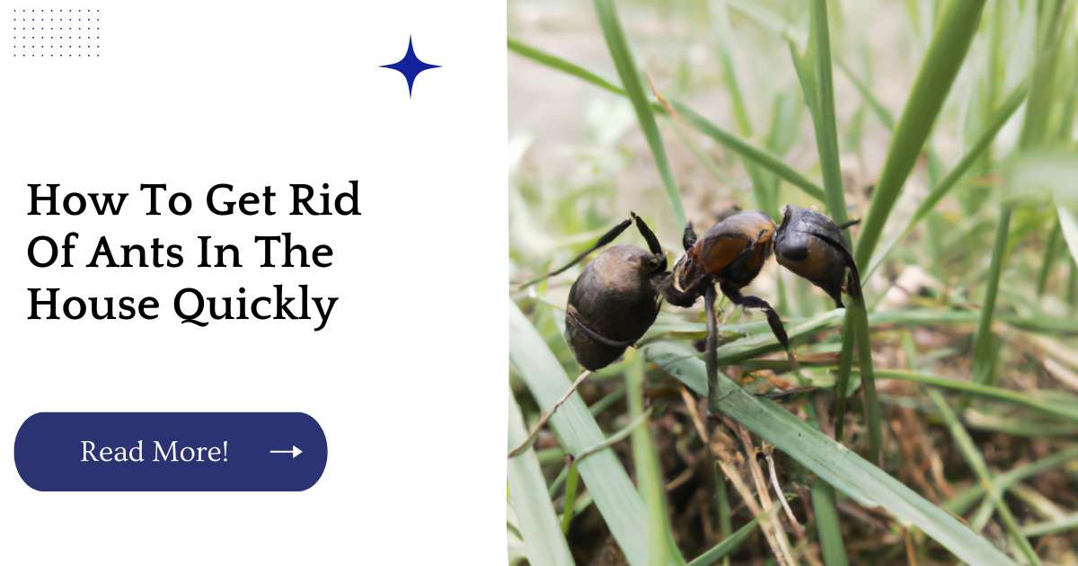 How To Get Rid Of Ants In The House Quickly