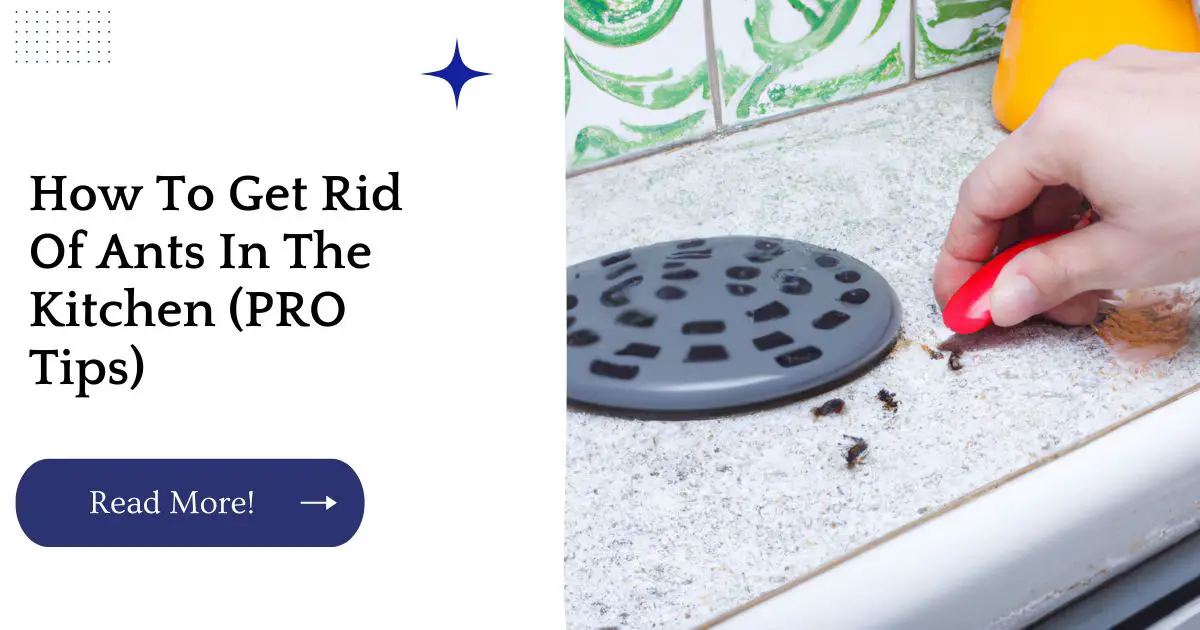How To Get Rid Of Ants In The Kitchen (PRO Tips)