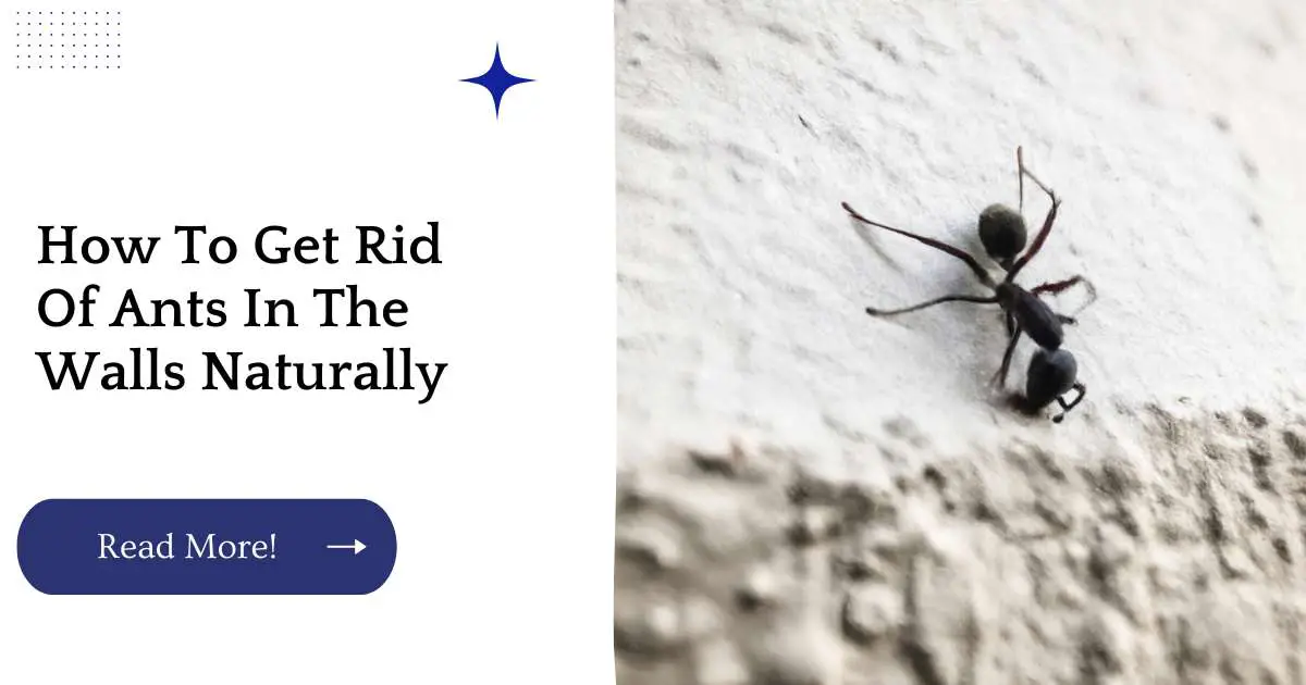 How To Get Rid Of Ants In The Walls Naturally