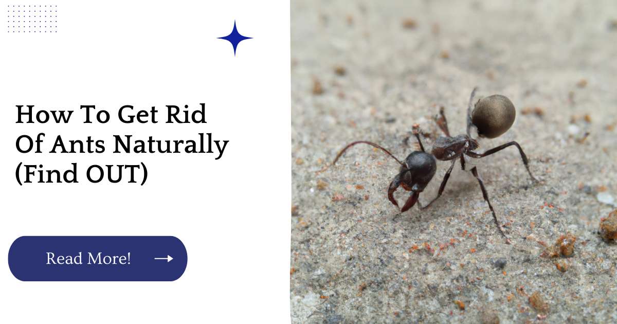 How To Get Rid Of Ants Naturally (Find OUT)