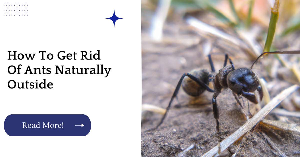 How To Get Rid Of Ants Naturally Outside
