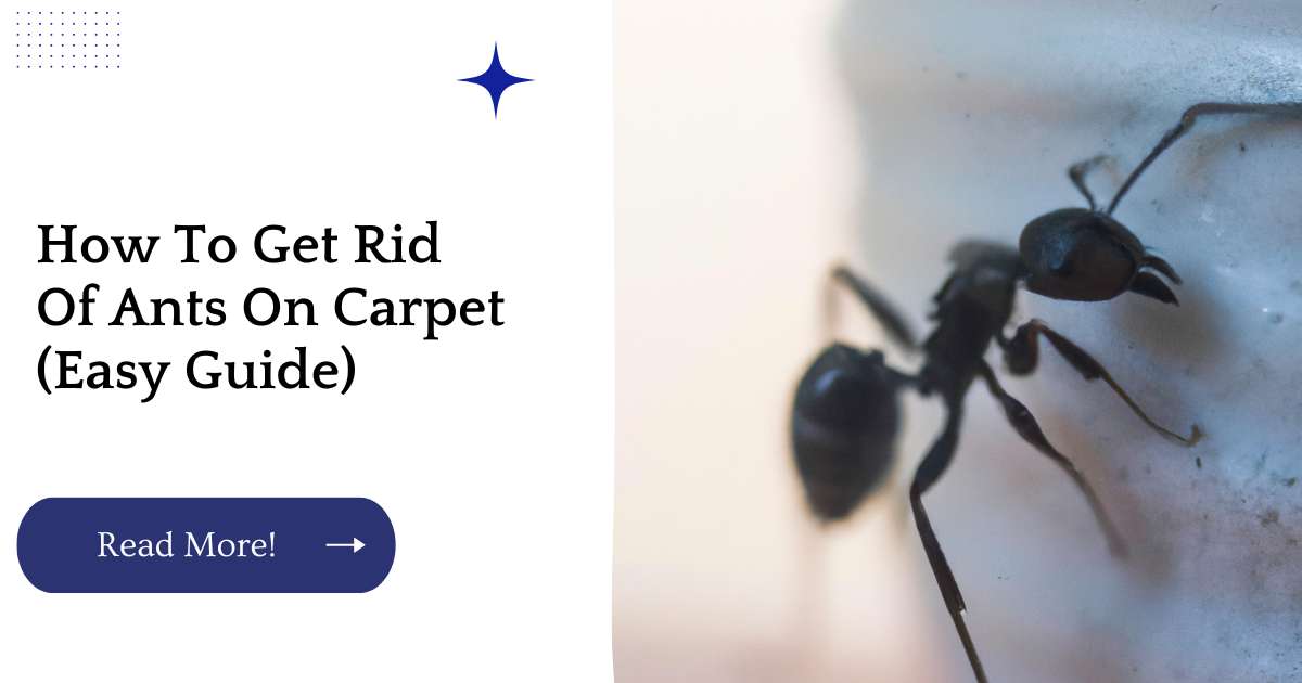How To Get Rid Of Ants On Carpet (Easy Guide)