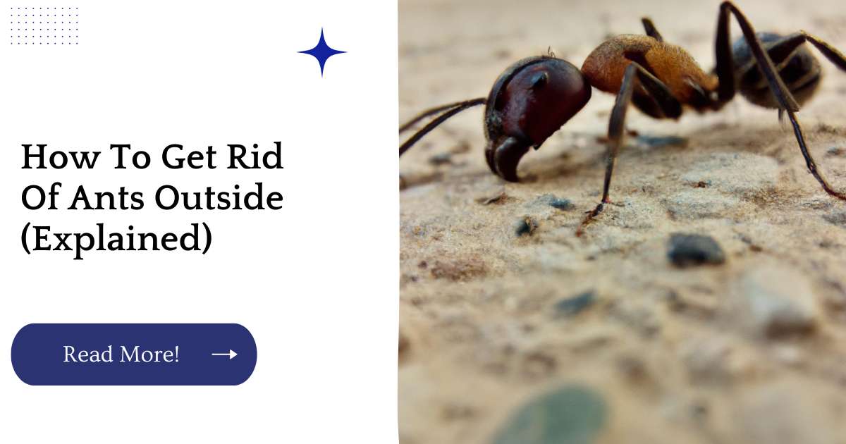 How To Get Rid Of Ants Outside (Explained)