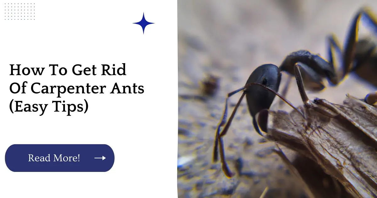 How To Get Rid Of Carpenter Ants (Easy Tips)