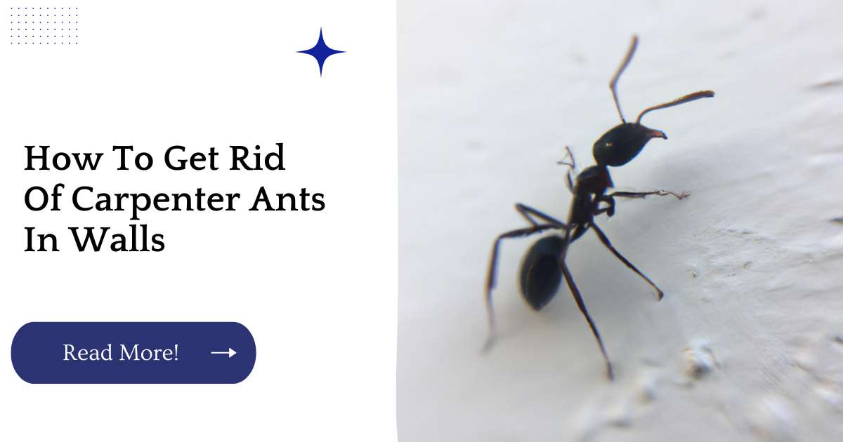 How To Get Rid Of Carpenter Ants In Walls