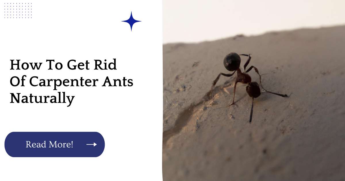 How To Get Rid Of Carpenter Ants Naturally