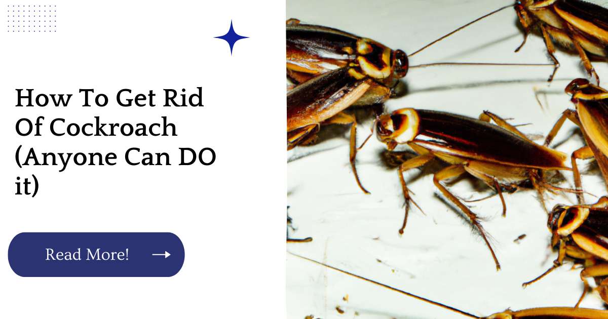 How To Get Rid Of Cockroach (Anyone Can DO it)