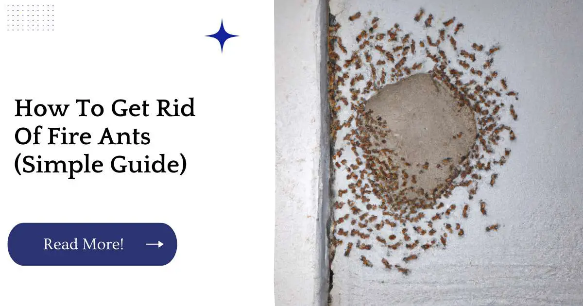 How To Get Rid Of Fire Ants (Simple Guide)