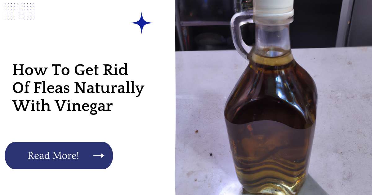 How To Get Rid Of Fleas Naturally With Vinegar