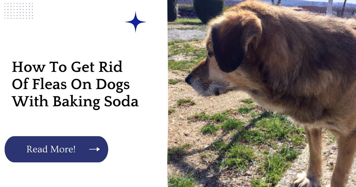 How To Get Rid Of Fleas On Dogs With Baking Soda