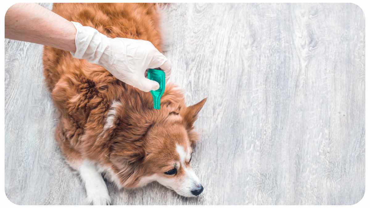 How To Get Rid Of Fleas (Simple Guide)