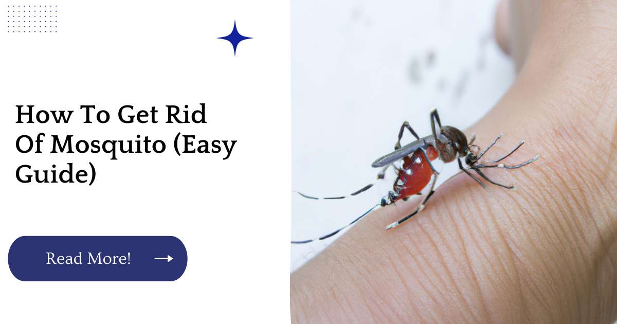 How To Get Rid Of Mosquito (Easy Guide)