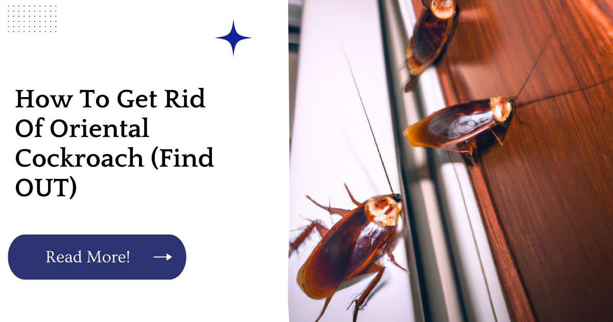 How To Get Rid Of Oriental Cockroach (Find OUT)