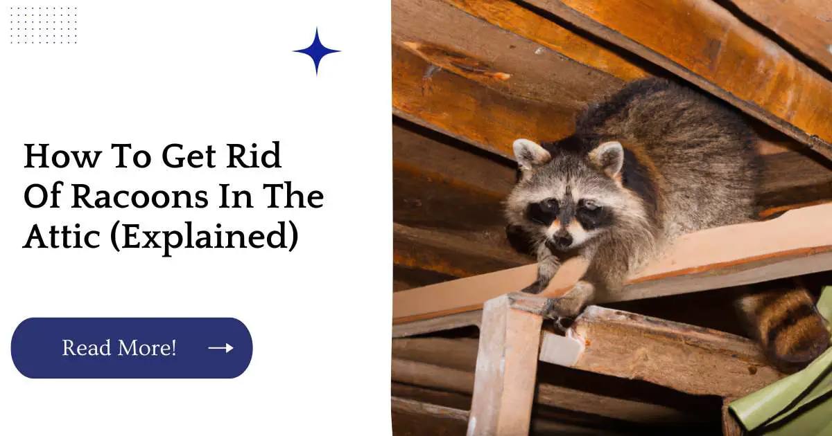 How To Get Rid Of Racoons In The Attic (Explained)