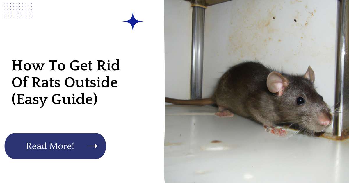 How To Get Rid Of Rats Outside (Easy Guide)
