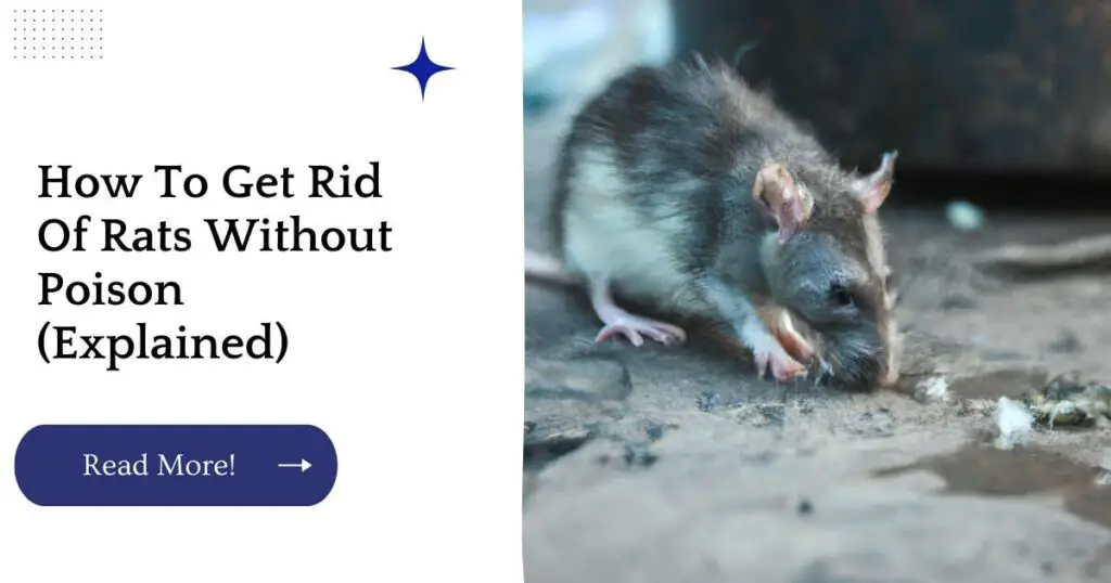 How To Get Rid Of Rats Without Poison Explained Unified Shields 1461