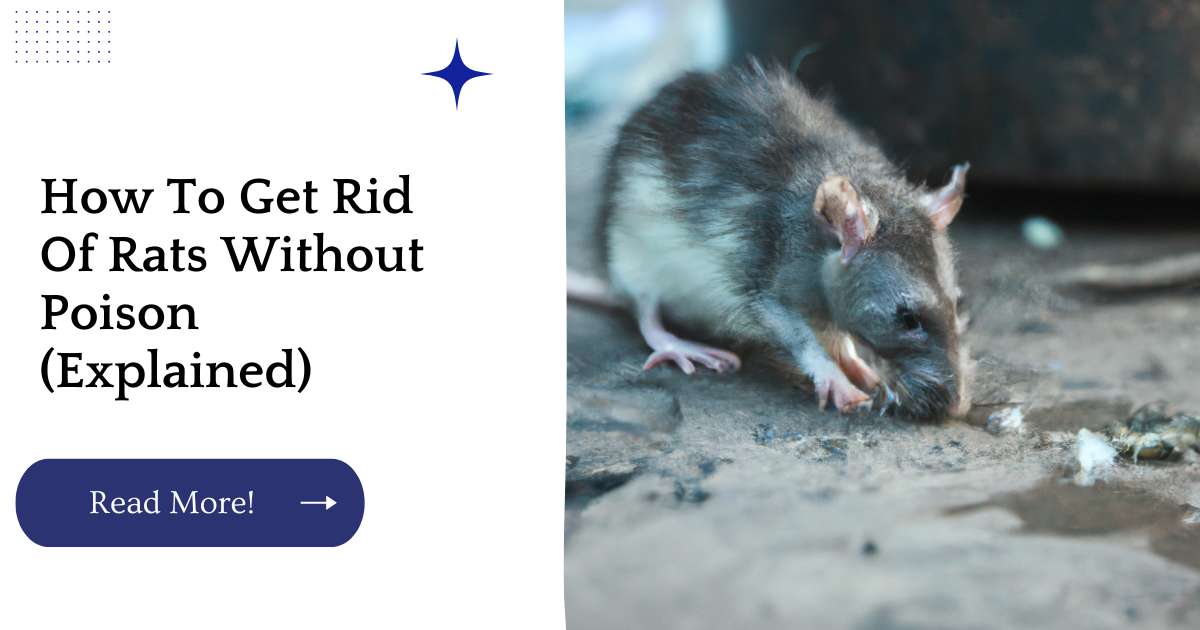 How To Get Rid Of Rats Without Poison (Explained)