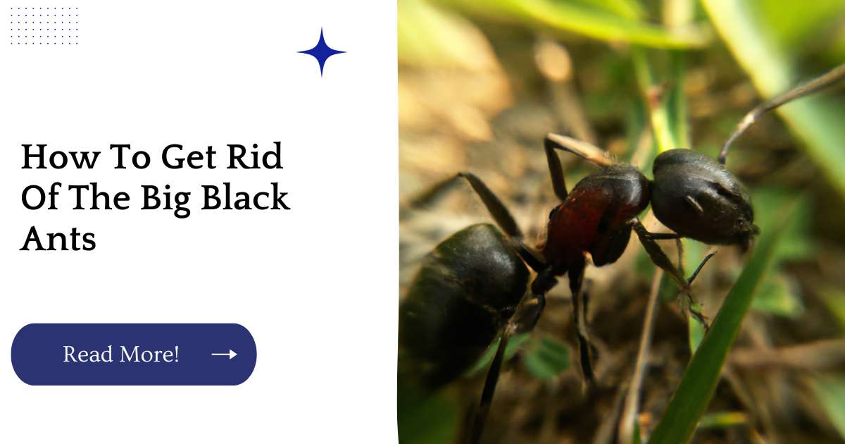 How To Get Rid Of The Big Black Ants 