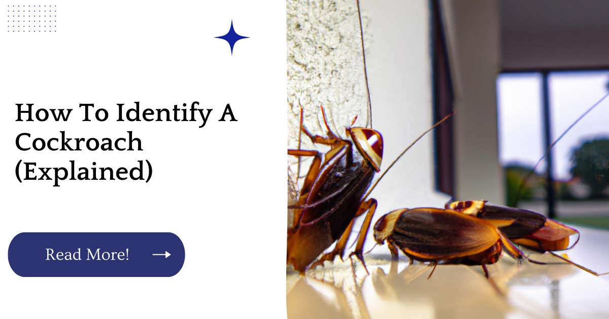 How To Identify A Cockroach (Explained)