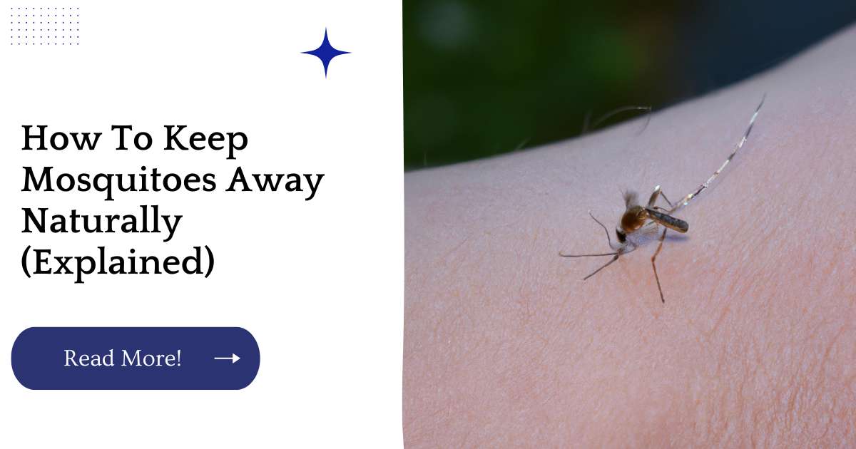 How To Keep Mosquitoes Away Naturally (Explained)