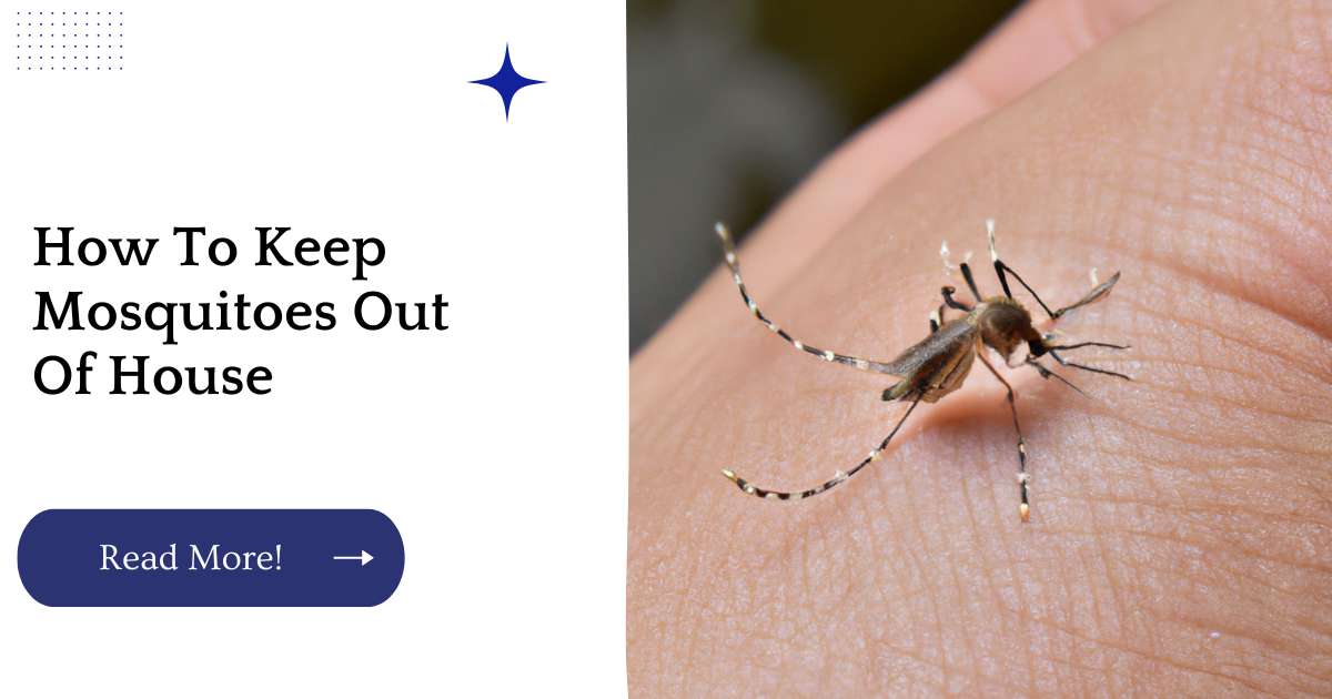 How To Keep Mosquitoes Out Of House