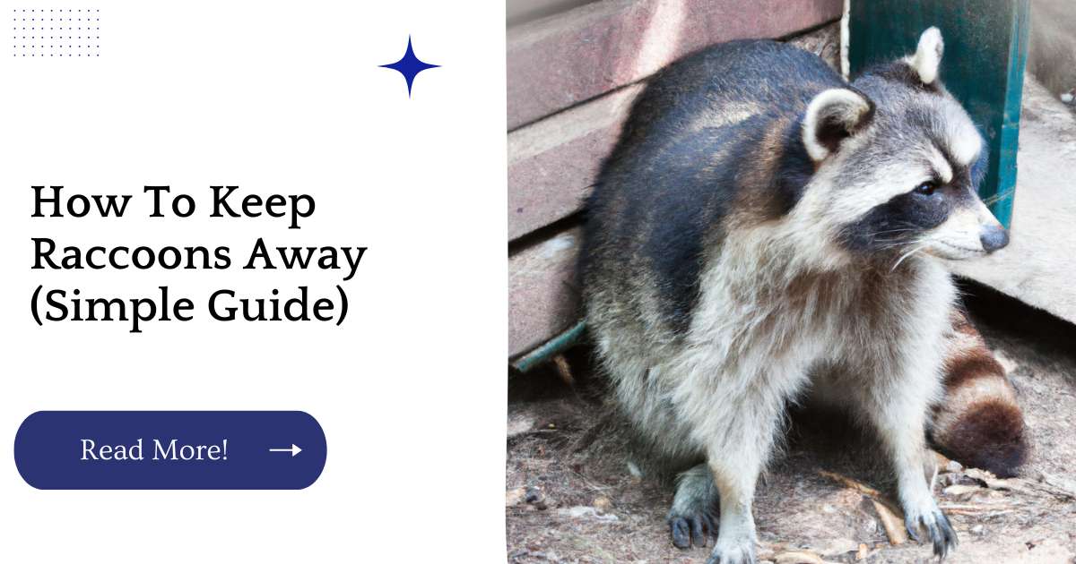 How To Keep Raccoons Away (Simple Guide)
