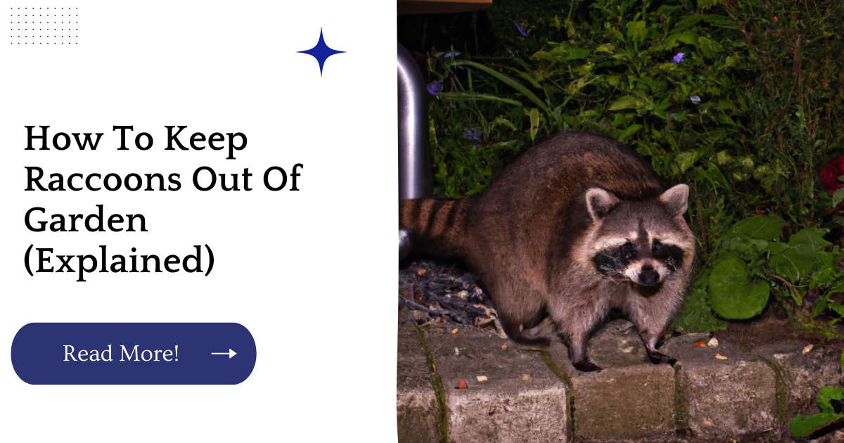 How To Keep Raccoons Out Of Garden (Explained)
