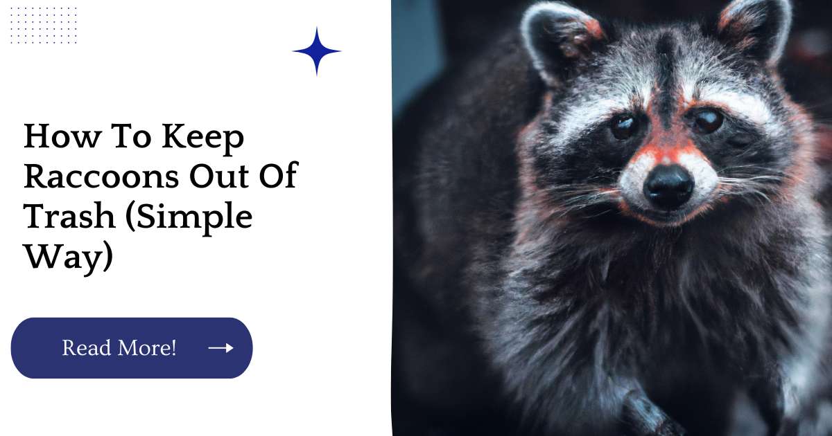 How To Keep Raccoons Out Of Trash (Simple Way)