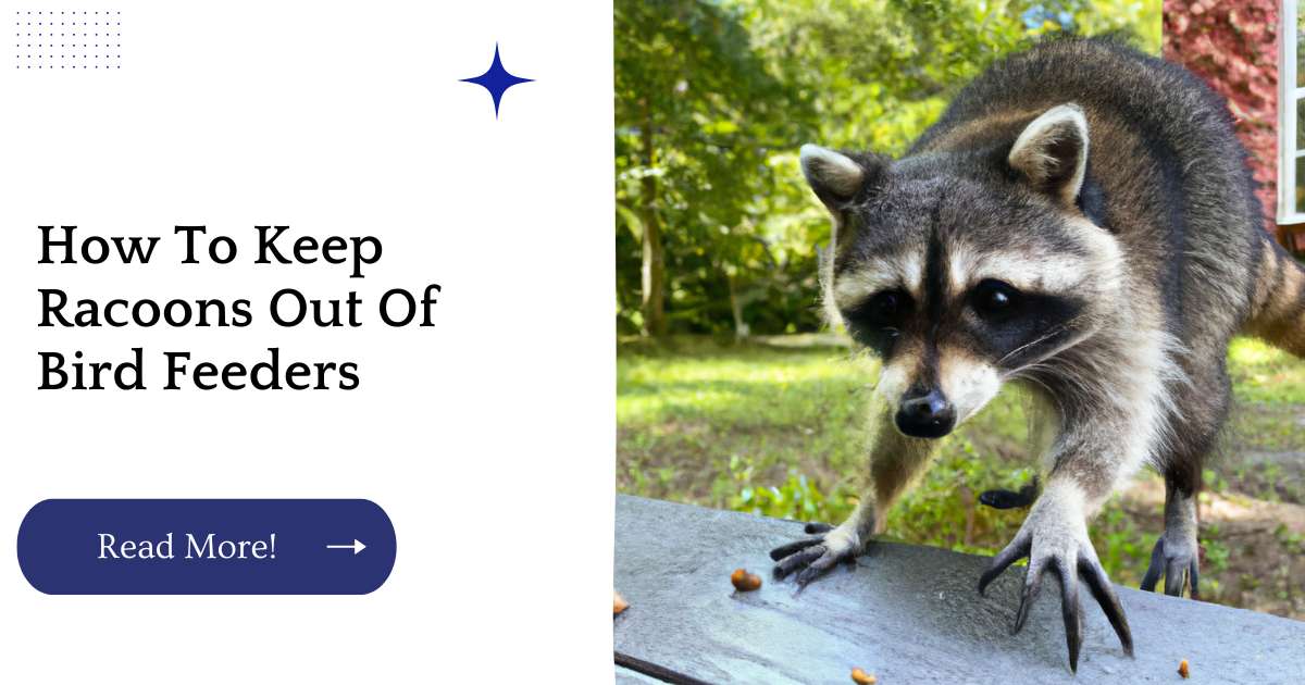 How To Keep Racoons Out Of Bird Feeders