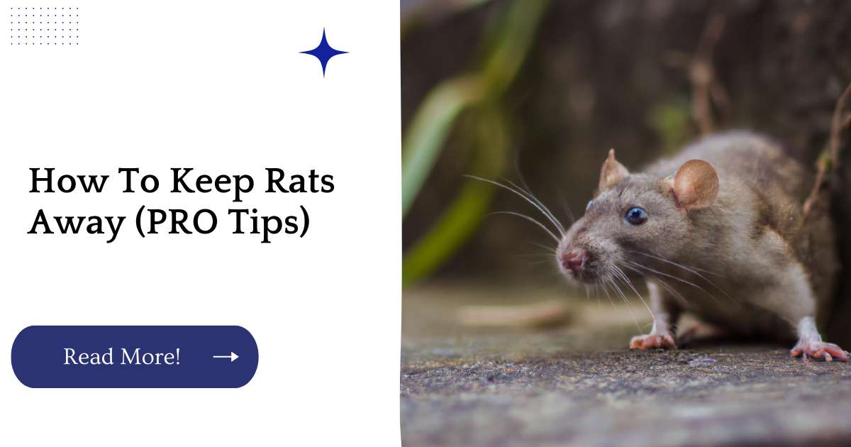 How To Keep Rats Away (PRO Tips)