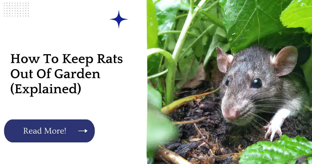 How To Keep Rats Out Of Garden (Explained)