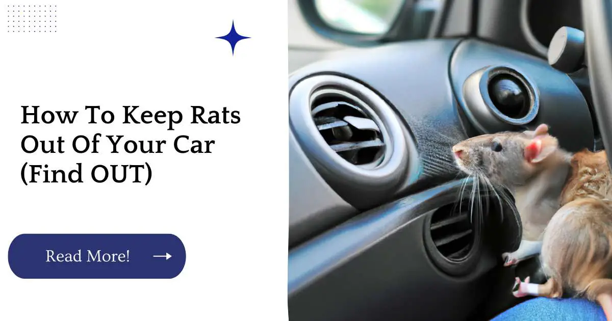 How To Keep Rats Out Of Your Car (Find OUT)
