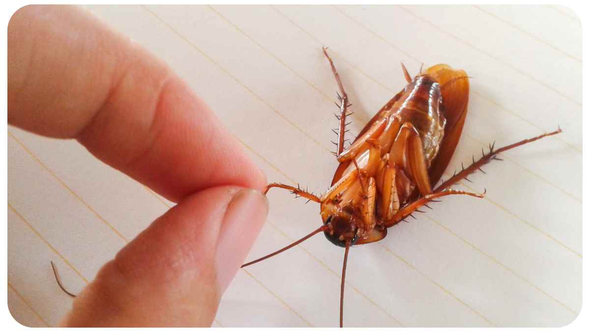 How To Kill Cockroach(Don't Worry)