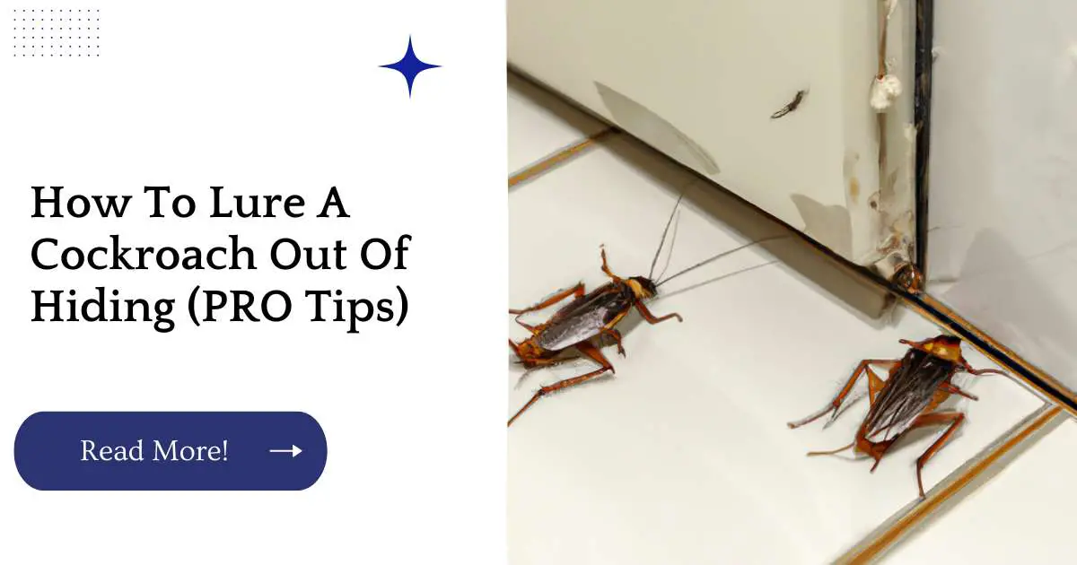 How To Lure A Cockroach Out Of Hiding (PRO Tips)