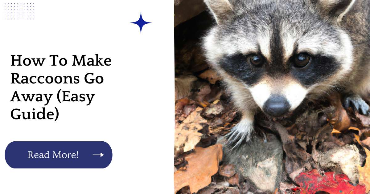 How To Make Raccoons Go Away (Easy Guide)