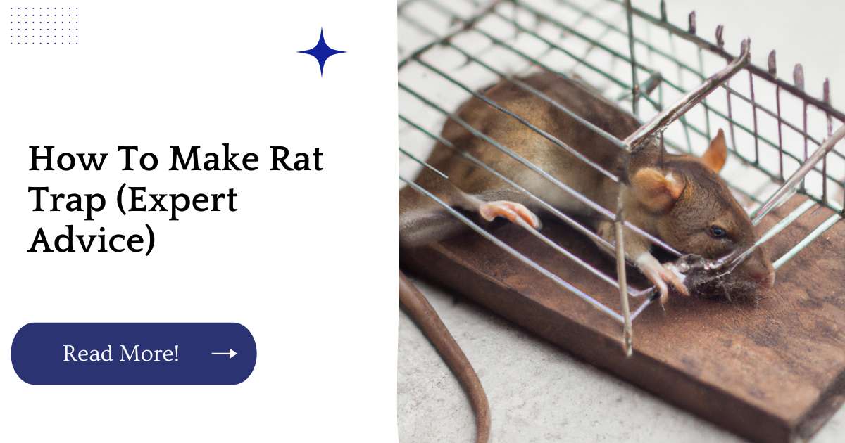 How To Make Rat Trap (Expert Advice)
